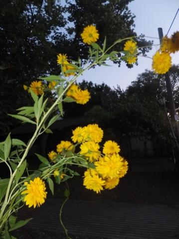 Name:  DSCF9910.jpg
Views: 285
Size:  31.4 KB