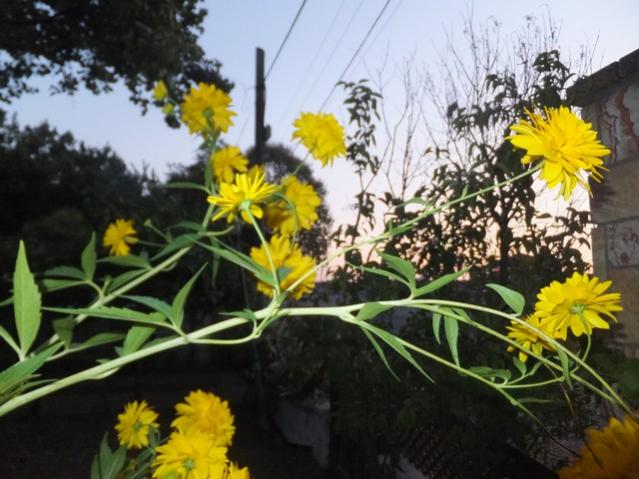 Name:  DSCF9908.jpg
Views: 300
Size:  53.1 KB