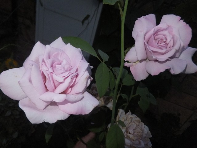 Name:  DSCF9912.jpg
Views: 299
Size:  63.3 KB