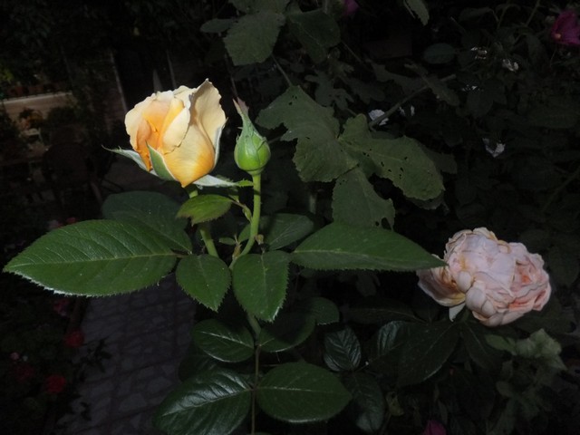 Name:  DSCF9918.jpg
Views: 285
Size:  68.2 KB