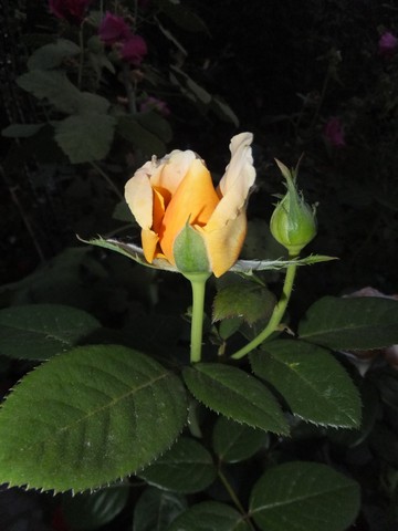 Name:  DSCF9919.jpg
Views: 276
Size:  45.0 KB