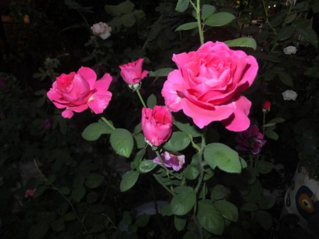Name:  DSCF9920.jpg
Views: 294
Size:  34.9 KB