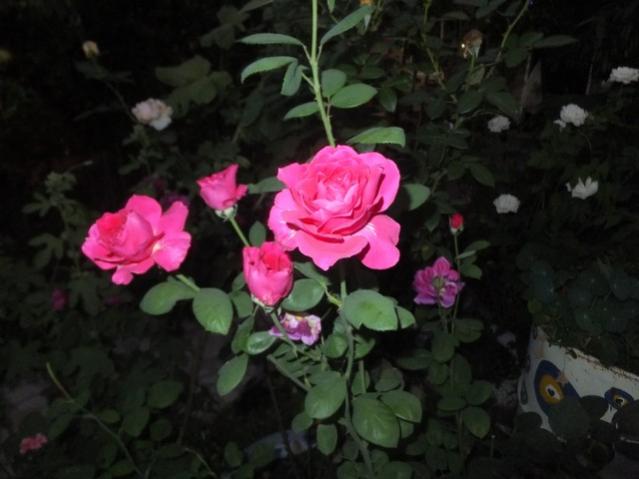 Name:  DSCF9922.jpg
Views: 271
Size:  34.8 KB