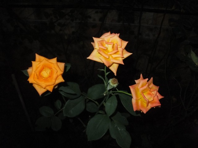 Name:  DSCF9934.jpg
Views: 281
Size:  55.1 KB