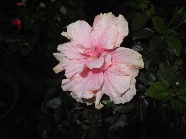 Name:  DSCF9936.jpg
Views: 280
Size:  66.2 KB