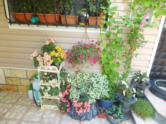 Name:  DSCF9940.jpg
Views: 300
Size:  61.3 KB