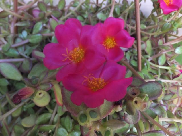 Name:  DSCF9946.jpg
Views: 295
Size:  41.4 KB