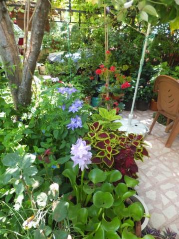 Name:  DSCF9950.jpg
Views: 270
Size:  44.5 KB