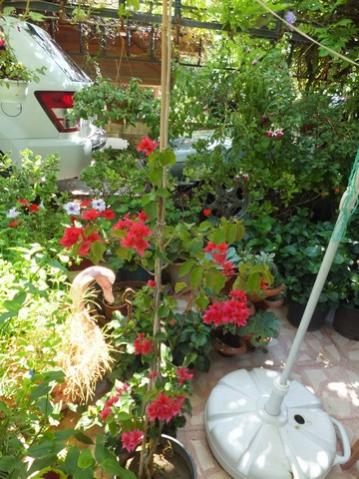 Name:  DSCF9953.jpg
Views: 269
Size:  44.3 KB