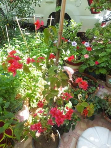 Name:  DSCF9954.jpg
Views: 278
Size:  43.6 KB