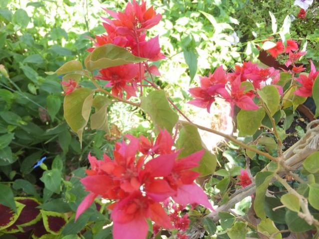 Name:  DSCF9955.jpg
Views: 263
Size:  61.0 KB