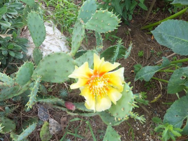 Name:  DSCF9991.jpg
Views: 270
Size:  63.3 KB