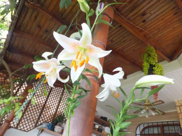 Name:  DSCF9996.jpg
Views: 284
Size:  52.6 KB