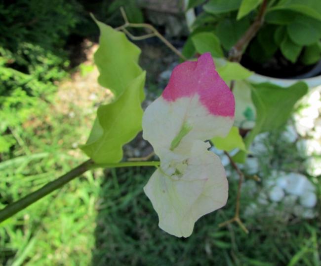 Name:  IMG_9708.jpg
Views: 464
Size:  39.3 KB