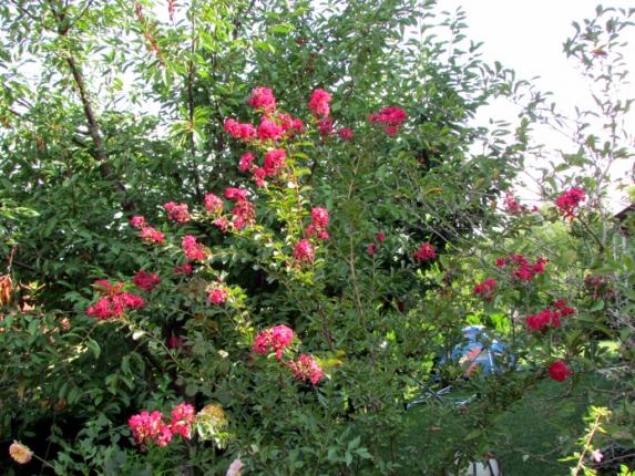 Name:  IMG_9680.jpg
Views: 487
Size:  73.1 KB