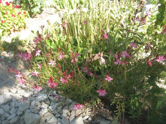 Name:  gaura.jpg
Views: 1176
Size:  62.0 KB