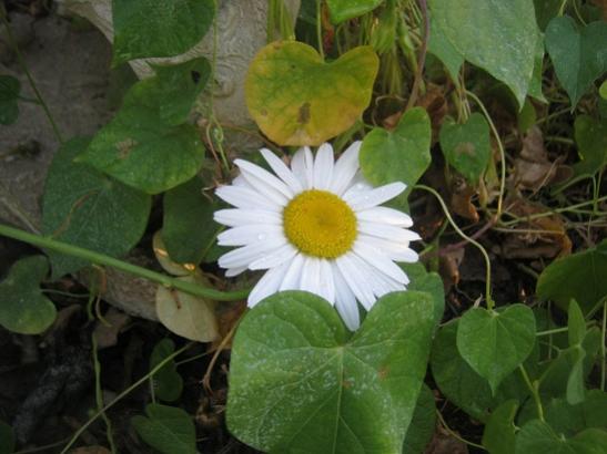 Name:  papatya.jpg
Views: 1293
Size:  34.2 KB