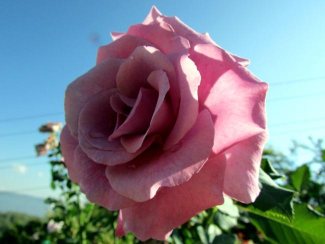Name:  IMG_9917.jpg
Views: 580
Size:  31.7 KB
