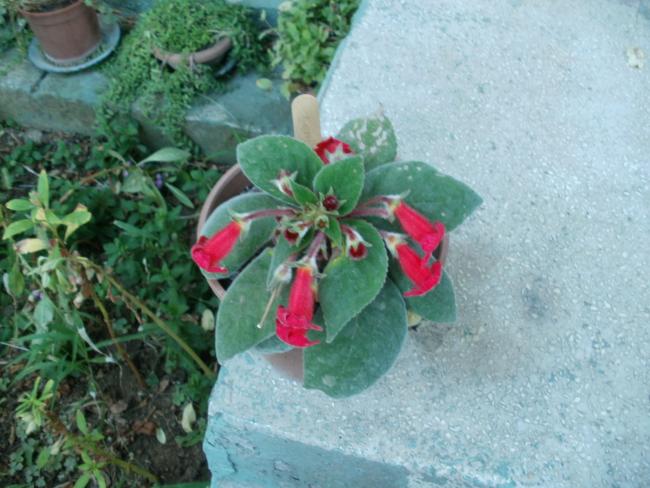 Name:  P1010173a.jpg
Views: 351
Size:  52.3 KB