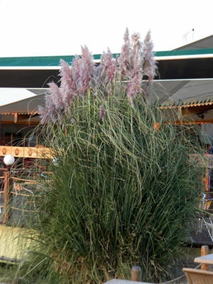 Name:  DSCN7996.JPG
Views: 603
Size:  69.0 KB