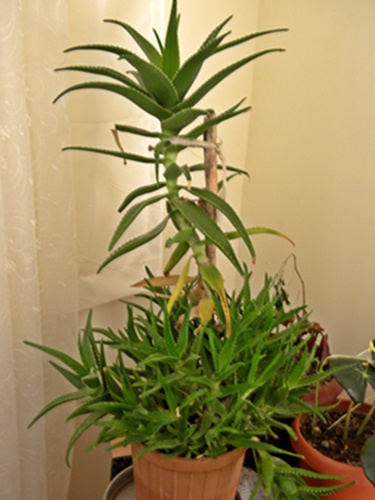 Name:  DSCN7988.JPG
Views: 622
Size:  68.1 KB