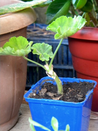 Name:  DSCN7945.JPG
Views: 589
Size:  64.4 KB