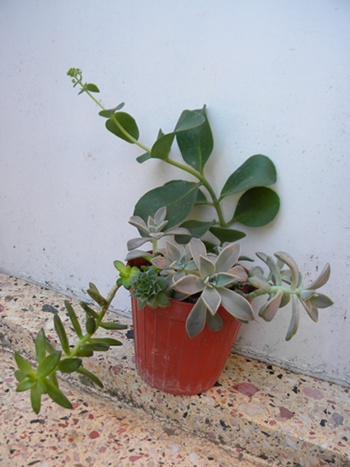 Name:  DSCN8086.JPG
Views: 605
Size:  66.0 KB