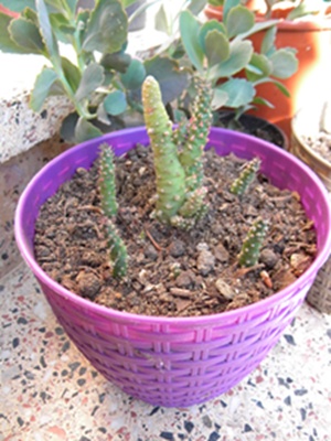 Name:  DSCN8088.JPG
Views: 598
Size:  67.6 KB