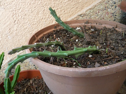 Name:  DSCN8094.JPG
Views: 753
Size:  65.9 KB