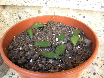 Name:  DSCN8096.JPG
Views: 821
Size:  67.5 KB