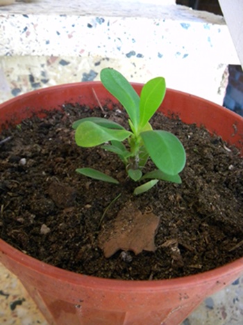 Name:  DSCN8099.JPG
Views: 518
Size:  68.7 KB