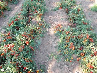 Name:  DSCN8038.JPG
Views: 484
Size:  69.1 KB