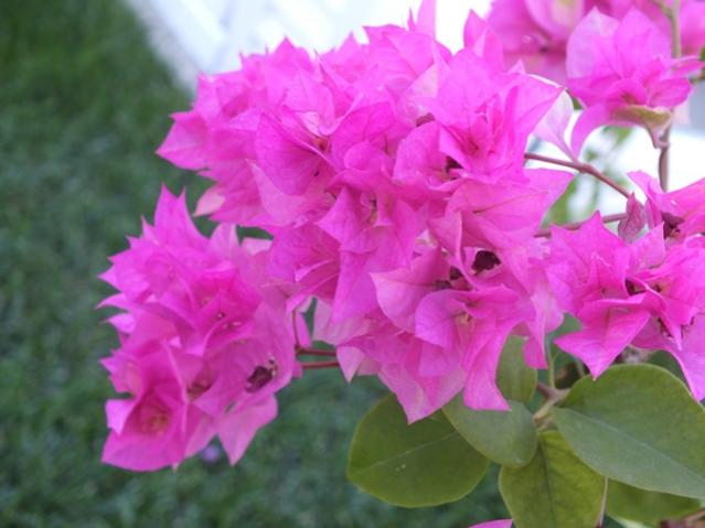 Name:  DSCF2589.jpg
Views: 506
Size:  37.1 KB