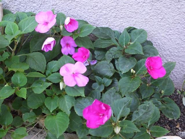 Name:  DSCF2609.jpg
Views: 510
Size:  56.9 KB
