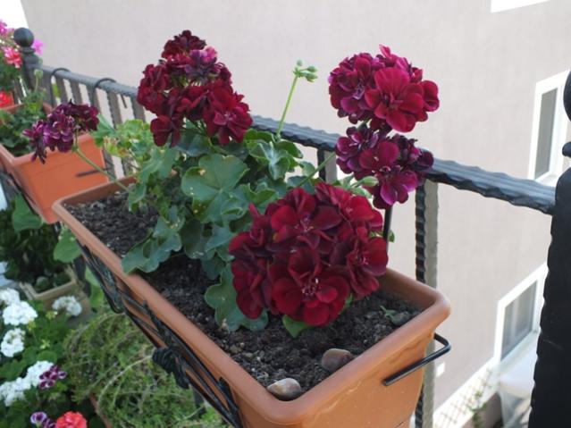 Name:  DSCF2582.jpg
Views: 466
Size:  46.3 KB