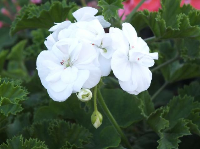 Name:  DSCF2583.jpg
Views: 472
Size:  29.5 KB