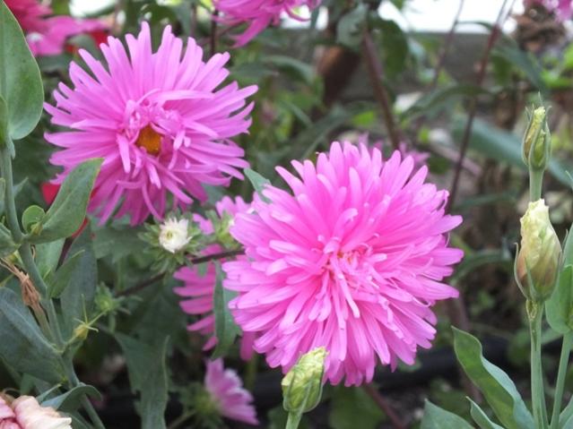 Name:  DSCF2625.jpg
Views: 472
Size:  47.5 KB