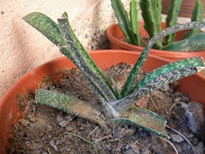 Name:  DSCN8093.JPG
Views: 608
Size:  66.1 KB