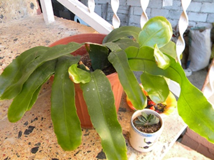 Name:  DSCN8097.JPG
Views: 585
Size:  67.0 KB