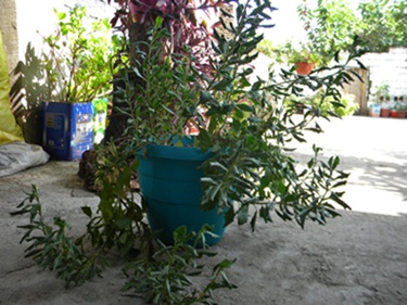 Name:  DSCN7933.JPG
Views: 560
Size:  67.1 KB