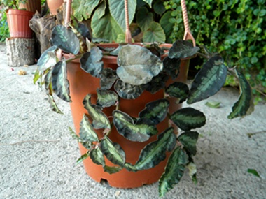 Name:  DSCN7950.JPG
Views: 839
Size:  66.5 KB