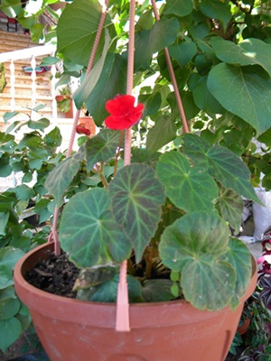 Name:  DSCN8082.JPG
Views: 578
Size:  69.7 KB