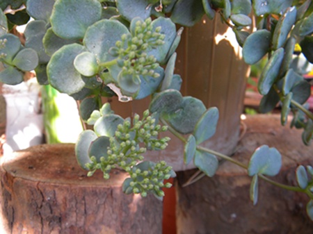 Name:  DSCN8080.JPG
Views: 576
Size:  65.9 KB