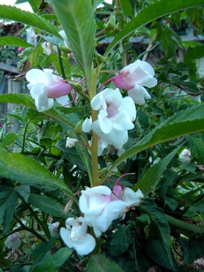 Name:  DSCN7946.JPG
Views: 557
Size:  69.3 KB
