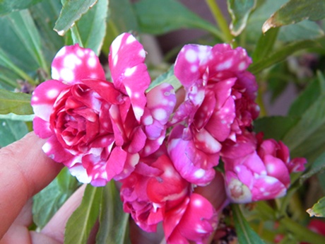 Name:  DSCN8084.JPG
Views: 561
Size:  69.7 KB