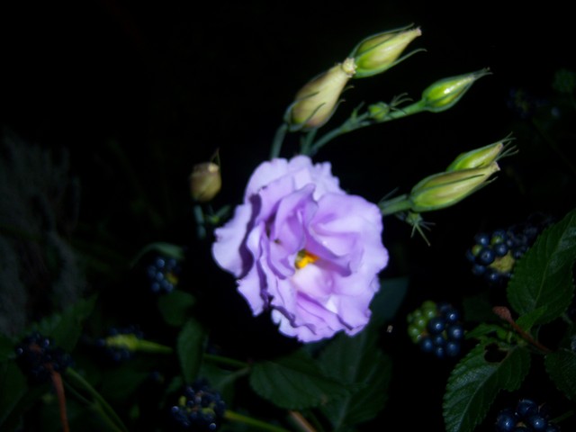 Name:  100_5363.jpg
Views: 205
Size:  67.4 KB