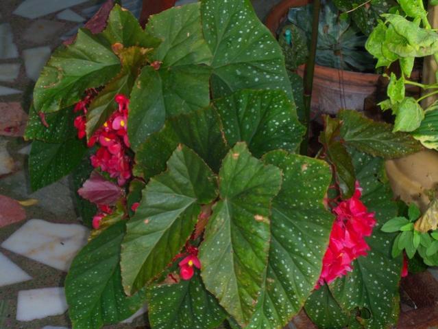 Name:  100_5371.jpg
Views: 248
Size:  51.6 KB