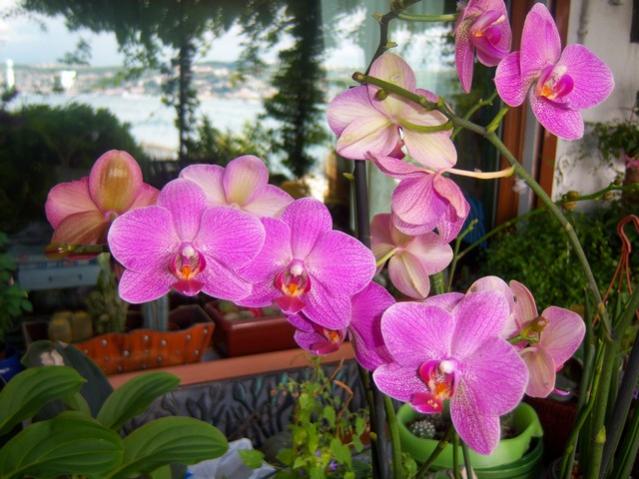 Name:  100_5377.jpg
Views: 193
Size:  53.2 KB