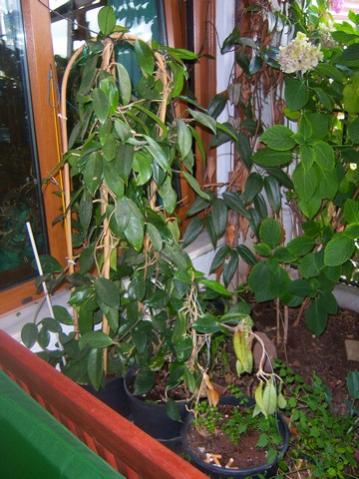 Name:  100_5388.jpg
Views: 588
Size:  39.5 KB