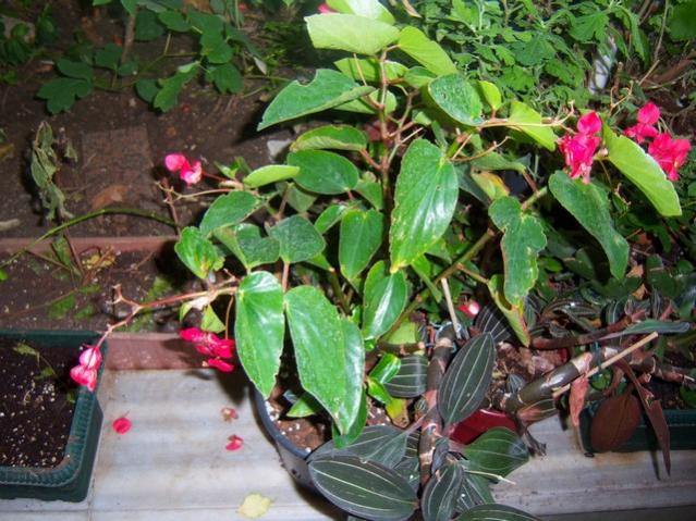 Name:  100_5389.jpg
Views: 178
Size:  67.0 KB